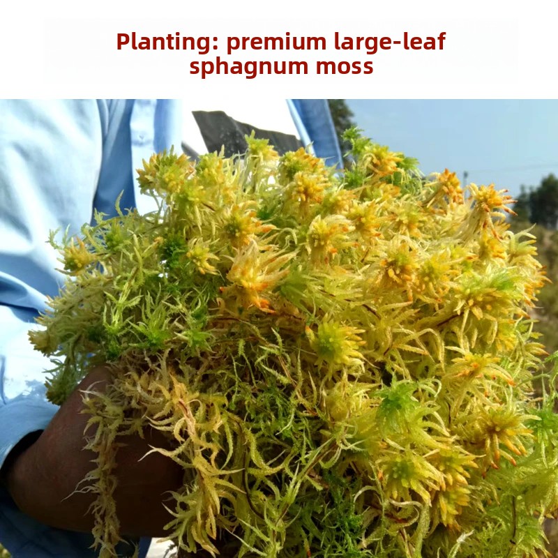 Grade A Dried Sphagnum Moss, N - Preserved Moss Sheet recension och pris