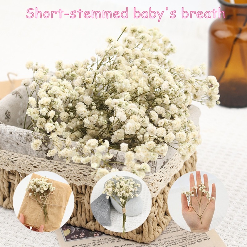 50pcs Natural Dried Gypsophila - Florist Supply Vases recension och pris